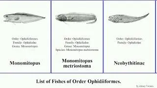 Fishes of Order Ophidiiformes neobythites cusk-eel brotula genypterus capensis brasiliensis taenia