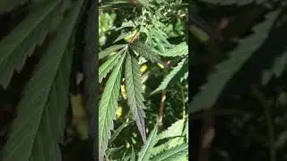 Outdoor Potted Cannabis Grow Toronto : Pink Kush