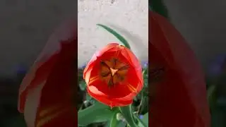 Voice Description Tulip series #7!🌷Orange with Yellow stripes! #beauty #bulbs #gardentour #tulip