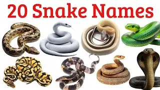 खतरनाक साँपों के नाम | 20 Snake Names for Kids in English and Hindi with animation | Kids Learning 