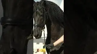#fairytale #horse #blackhorse #frieze