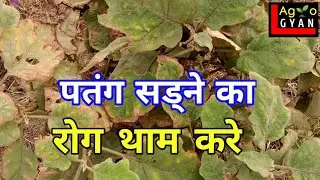 Insecticide for Brinjal plants, बैगन की खेती का पत्ते का फंगीसाइड का रोग कैसे नियंत्रण करते हैं ।