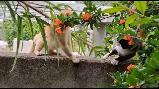 GATOS BRIGANDO MUITO ASSANHADOS