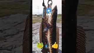 #fishing #shorts #short#shortsfeed #shots#youtubeshorts #shotsindia