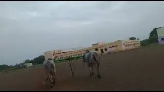 Ongole  race bulls # stone pulling bull SD