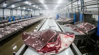 Inside the Stingray Leather Factory: From Ocean to Luxury Wallet