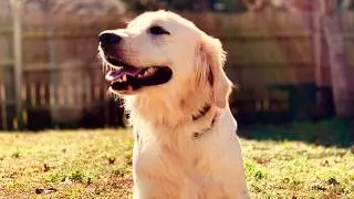 11 Month Old Golden Retriever 