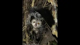 Wild Aye-aye in northern Madagascar