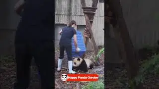 Panda rolls before dinner | Happy Panda Garden (Cute PANDA)