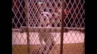 Wishbone: The Canine Cure 2/2