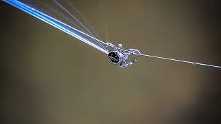 Searching for Darwin's Bark Spider