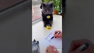 Cat knows how to calculate