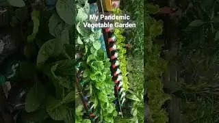 My Pandemic Vegetable Garden