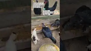gasslah pokoke...
