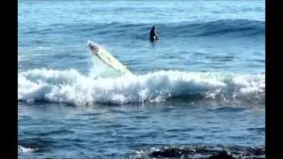 Surfgrom Marley 2014 The Shallows