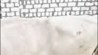 المهندس بيزرغت البعل بيضاله في القفص نفذ صفقة بقر عشرين بقر ب ٣ مليون جنيه وبحضور الطب البيطري