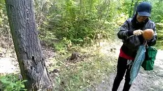 Hrib de plop 4 octombrie 2018