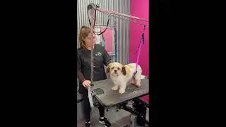 Course video  Health check , coat assessment, planning work