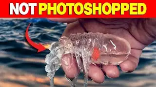 Top 10 Deep Sea Creatures with Transparent Organs (You Won&rsquo;t Believe #1)