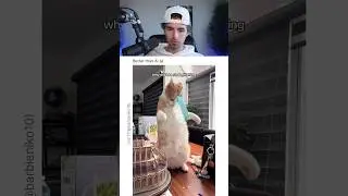 THIS CAT STARTED GLITCHING.. 😭