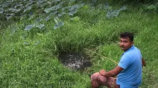Hook fishing || Traditional fish hunting in village pool || Fishing world 01