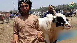 SUB POOCHTE HEN LAHORE BAKRA MANDI KA RATE 2019 | Bakra Mandi Pakistan | Official | 2019