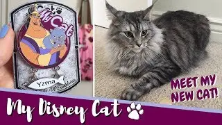 My Cat Disney Pin Series + Meet My New Cat! 😻