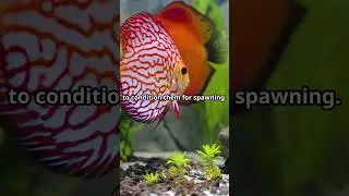 Как разводить дискусов 🐠