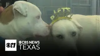 Dallas Animal Services hosts &ldquo;Calming the Canines&rdquo; event to soothe pets on New Year&rsquo;s Eve