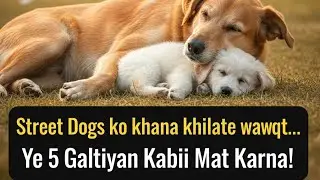 Street dog ko khana khelata waqt ya 5 galti kavi nhi Krna #animallovers #germanshepheard #funnydog 