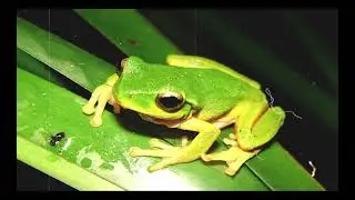 Relaxing music for deep sleeping Frog Sounds
