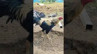 బిల్డింగ్ పర్పస్ పుంజులు 50 వేలు లక్ష 👀🥰😍🐓లోపు