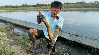 江蘇鱔魚封神了！一兩斤一條，到底吃的啥 “神仙餌料”，也太頂了！#fishing #熱門