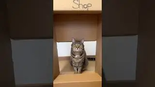 Mimi sieht alles 🧐 #katzenvideos #s&uuml;&szlig;ekatze #cat #katze