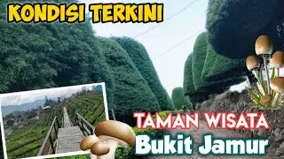 Review Wisata Bukit Jamur Rancabolang Ciwidey Bandung @lamhotmachannel1852