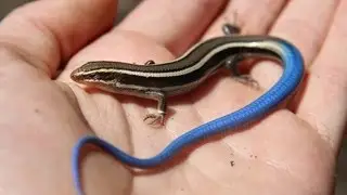 Juvenile 'Blue-tailed' Western Skink | Reptiles of BC