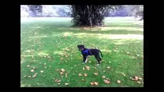 Peri's Adventures in the Park