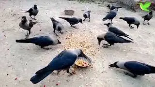 Wonderful Crows Video | Crow Birds Morning Sounds | Crows Planet 