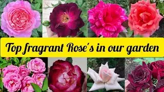 Top Fragrant Rose’s in our garden/ scented Rose,s