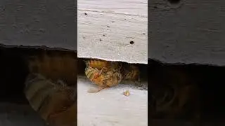 This undertaker bee hauling a dead bee #shorts #beekeeping