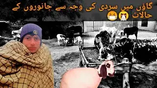 Extreme Winter in Village | Cold Weather Hits Animals Hard 😷🤧