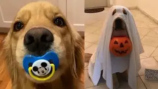 Cutest Puppies Being Funny 2020 | Cute Animals