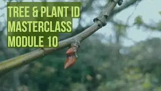 Bushcraft Tree & Plant ID Masterclass Module 10 - #TreePlantID