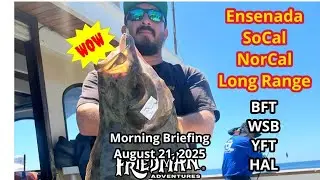 Bluefin Tuna Update in Mexico & SoCal, Channel Islands Halibut Heat Up, San Fran Stripers Strike!
