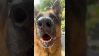 Damn, I look GOOD 😎🤣 #germanshepherd #dog #gsd #attitude #funny #shorts #trending #pets #lol