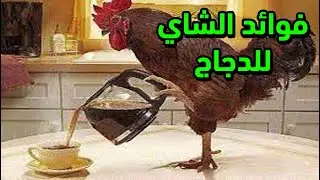 تقديم الشاي للدجاج له فوائد غني جدا بالعناصر الغذائية التي تساعد في الوقاية من الامراض وتقويةالمناعة