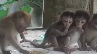 The cold weather makes all the baby monkeys cold. 