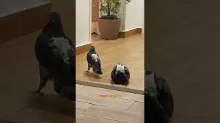 В жизни Опездола всякое бывало 🌝