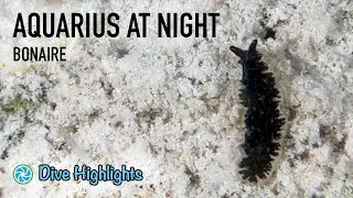 Dive Highlights | Aquarius After Dark | TropicLens - 4K