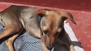 indoors out  door Calm dog Family diner Time Live 🥰